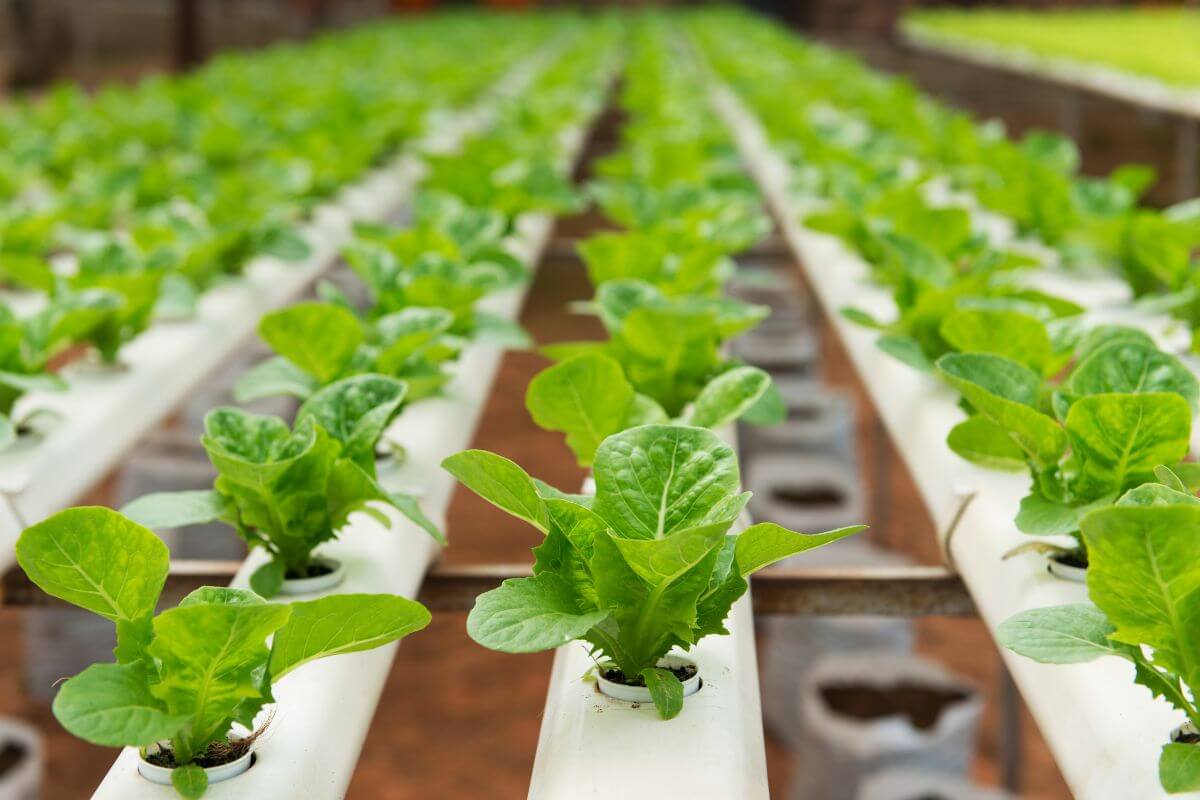 Close-up of rows of vibrant green lettuce plants thriving in an outdoor hydroponics system.