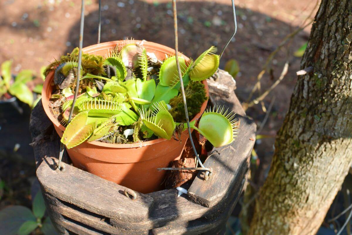 A close-up of a Venus flytrap plant in a small, brown, hanging pot.