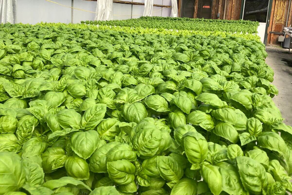 A lush indoor greenhouse filled with rows of vibrant green leafy plants, including hydroponic basil, growing in neat, organized rows.