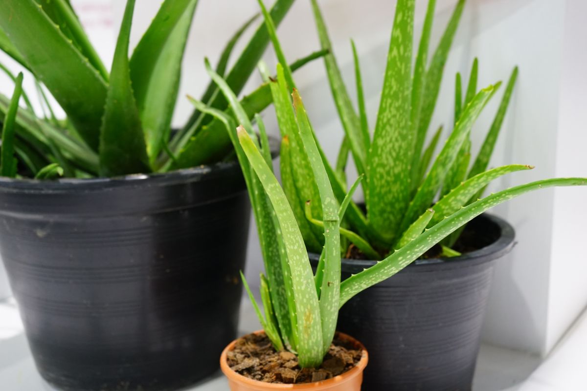 Three aloe vera plants in separate plastic pots are displayed together. Two larger plants are in black pots, and a smaller one is in a brown pot. 