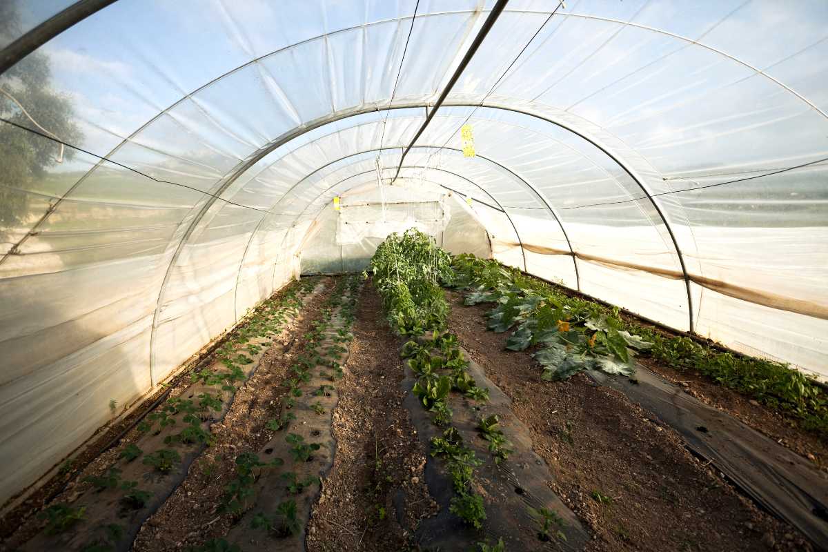 Interior of a greenhouse with rows of various leafy green plants growing on both sides of a central path. 