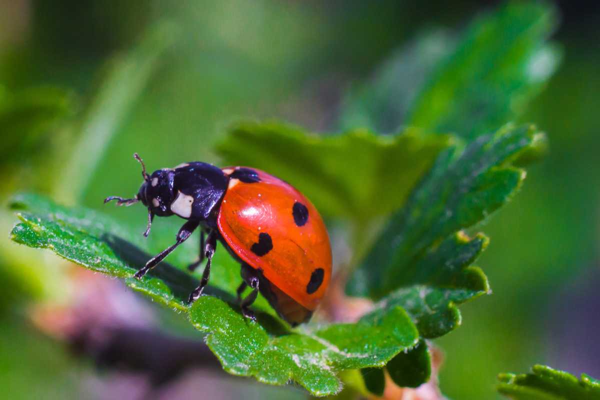 A ladybug with a bright red shell featuring black spots. 