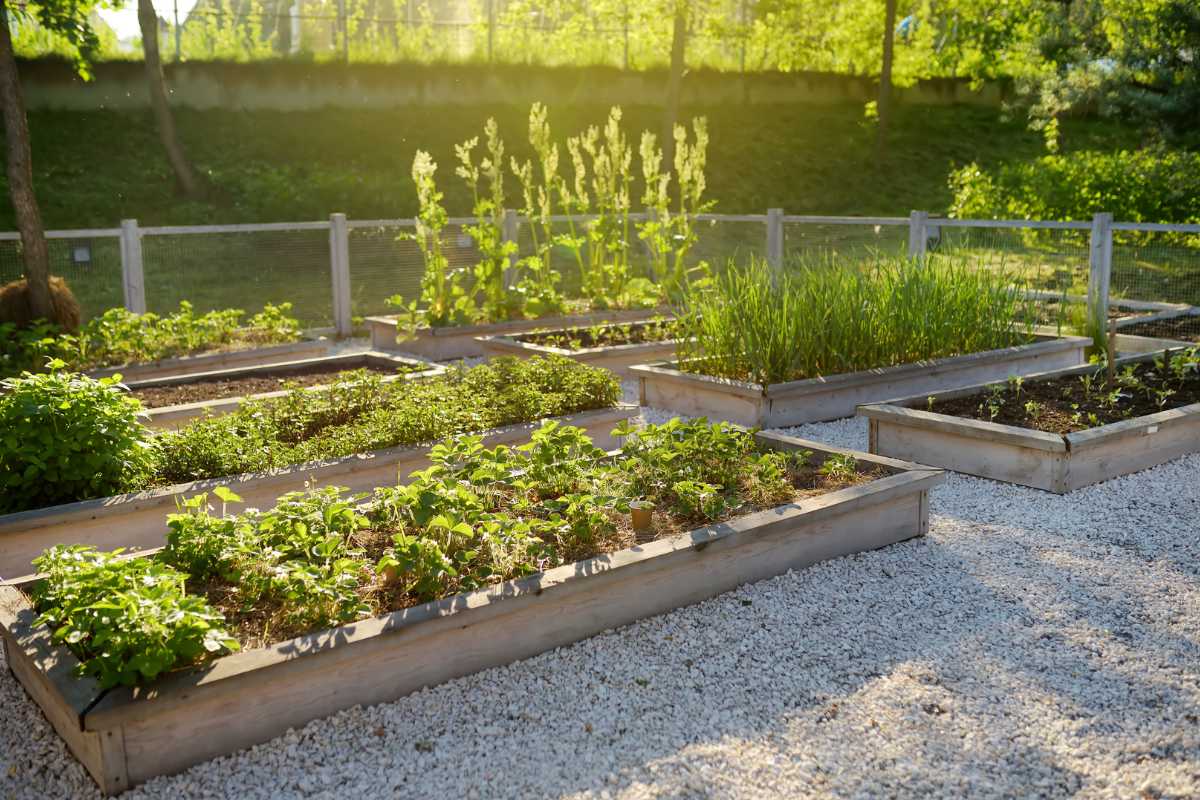 A sunlit community garden with neatly arranged raised beds growing various plants and vegetables.