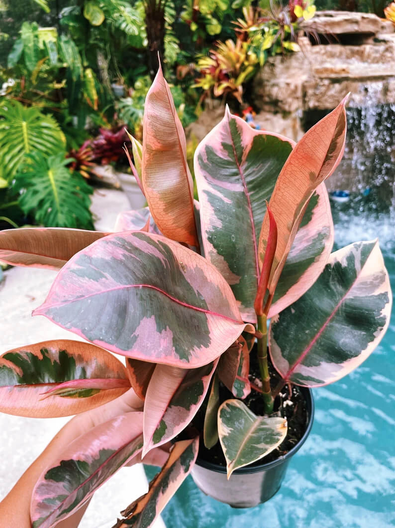 A hand holds a small potted velize rubber plant with large, broad leaves that are green with pink edges and variegated pink patches.