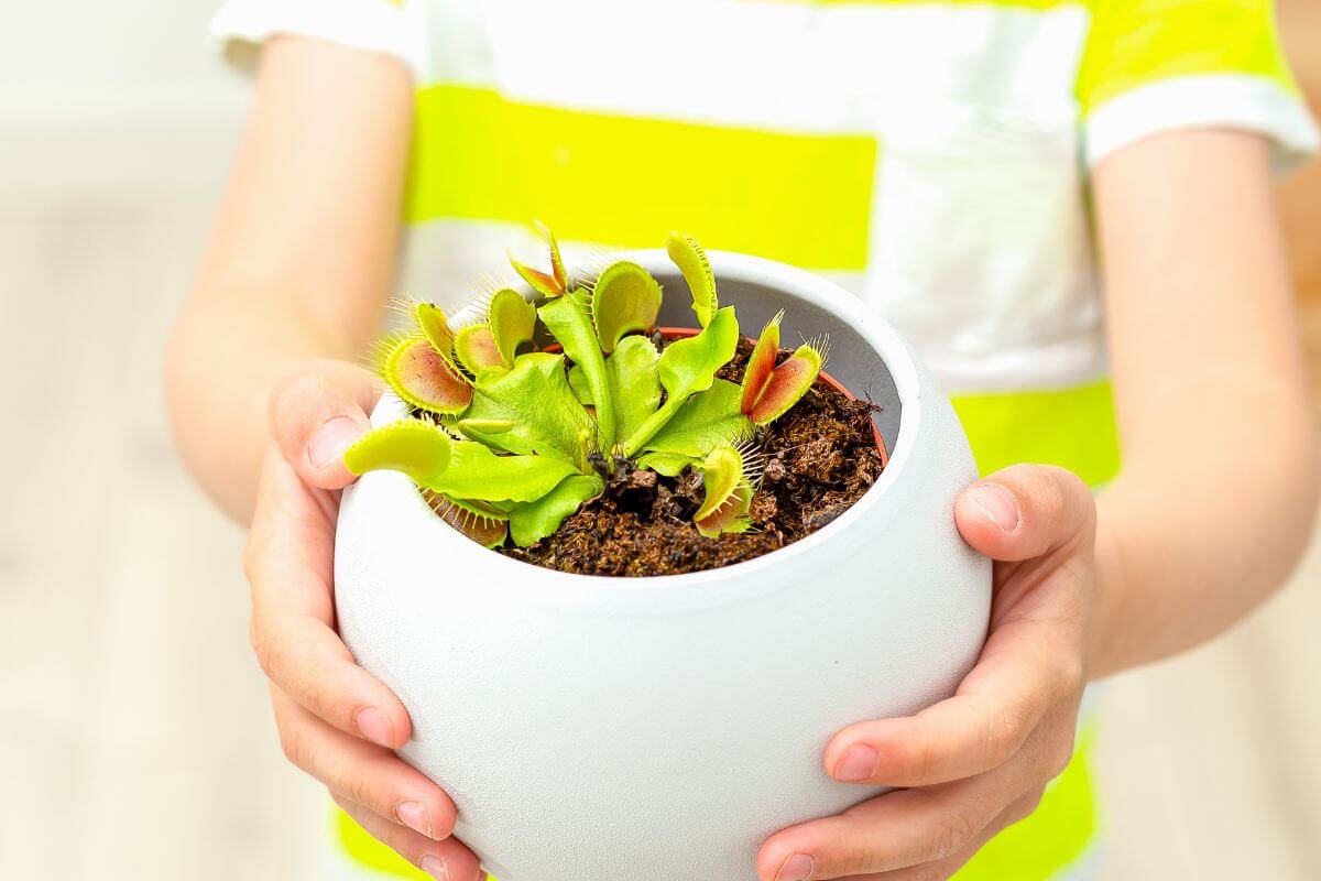 A person in a yellow and white striped shirt is holding a white round pot containing a Venus flytrap plant with bright green leaves.