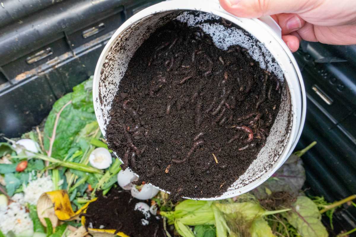 A person holds a white bucket containing dark compost and numerous worms over a compost bin filled with various food scraps, including banana peels, eggshells, and pumpkin leftovers.