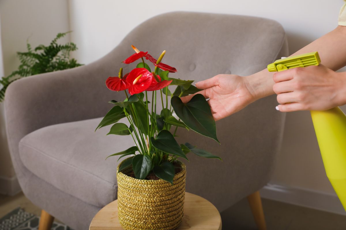 A woman mists the leaves of her anthurium plant to keep it vibrant and healthy.