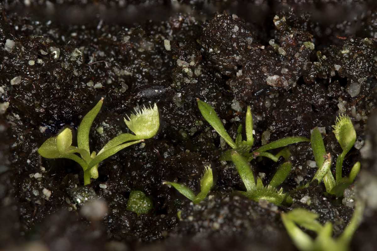 Several tiny Venus flytrap seedlings emerging from moist, dark soil. The seedlings are small, bright green, and some have tiny open traps visible. 