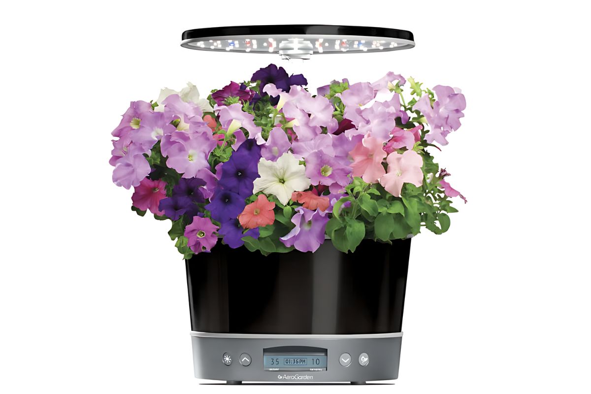 AeroGarden Harvest 360 with growing vibrant purple, pink, and white Petunias flowers. 