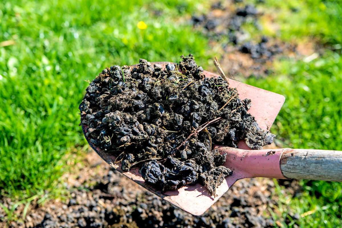 A shovel holding a heap of animal manure. The shovel is positioned over a grassy area with patches of soil and compost visible in the background. 