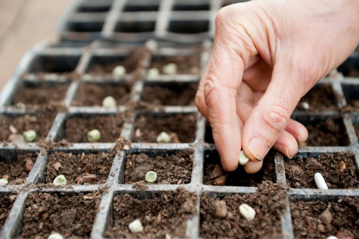 A close-up of a hand planting organic seeds in a multi-cell seed tray filled with soil.