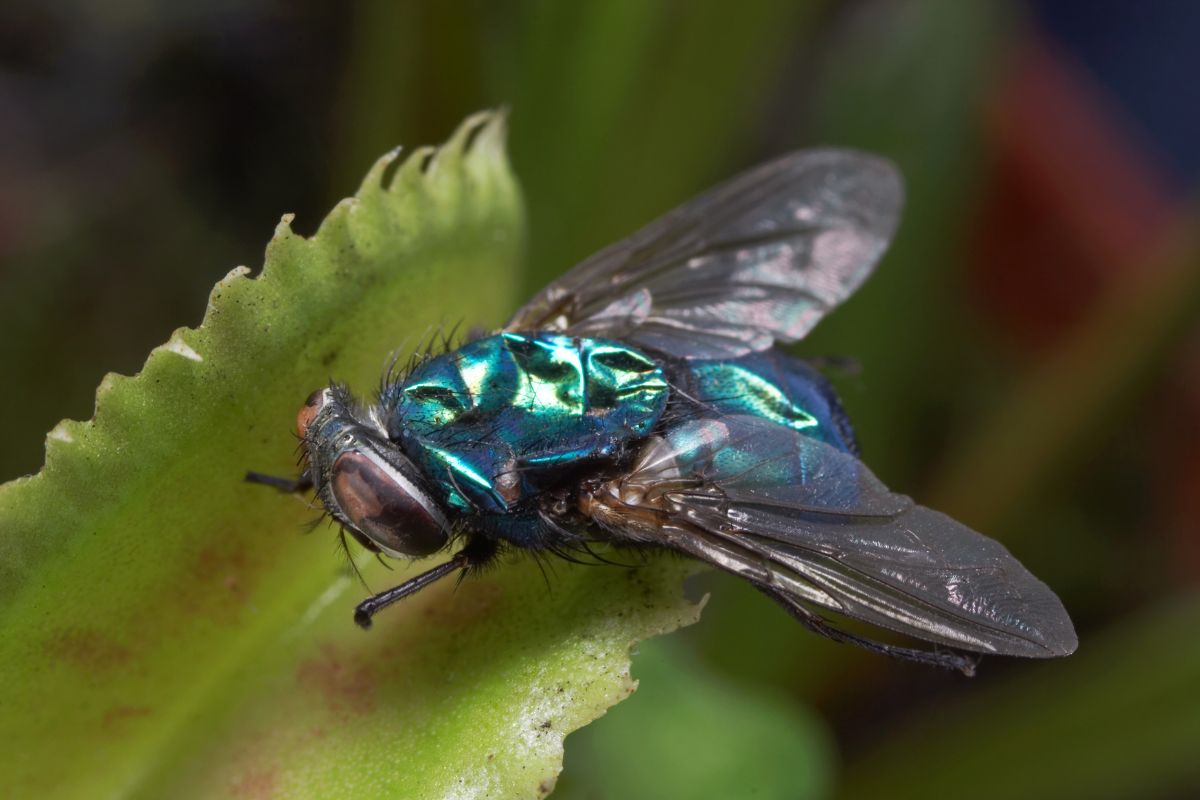 Close-up of a blue-green fly with iridescent wings and body perched on a venus flytrap.