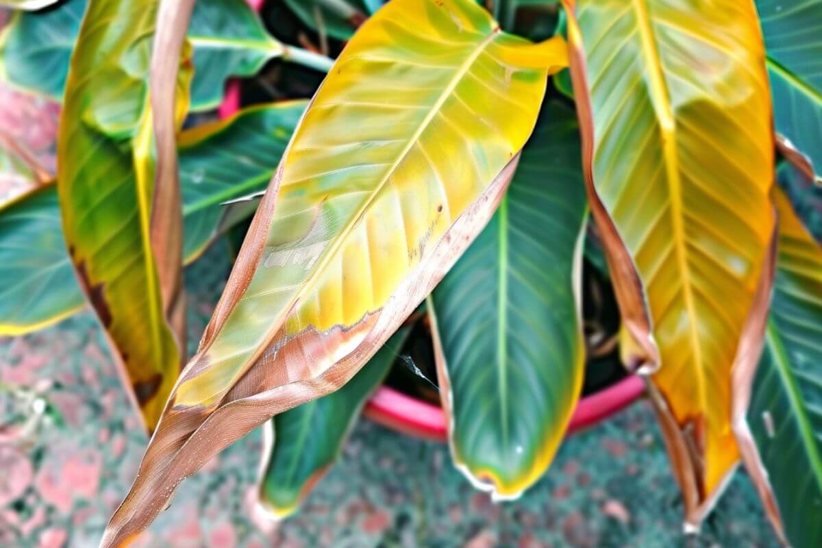 A bird of paradise plant with leaves turning yellow showing signs of damage. 