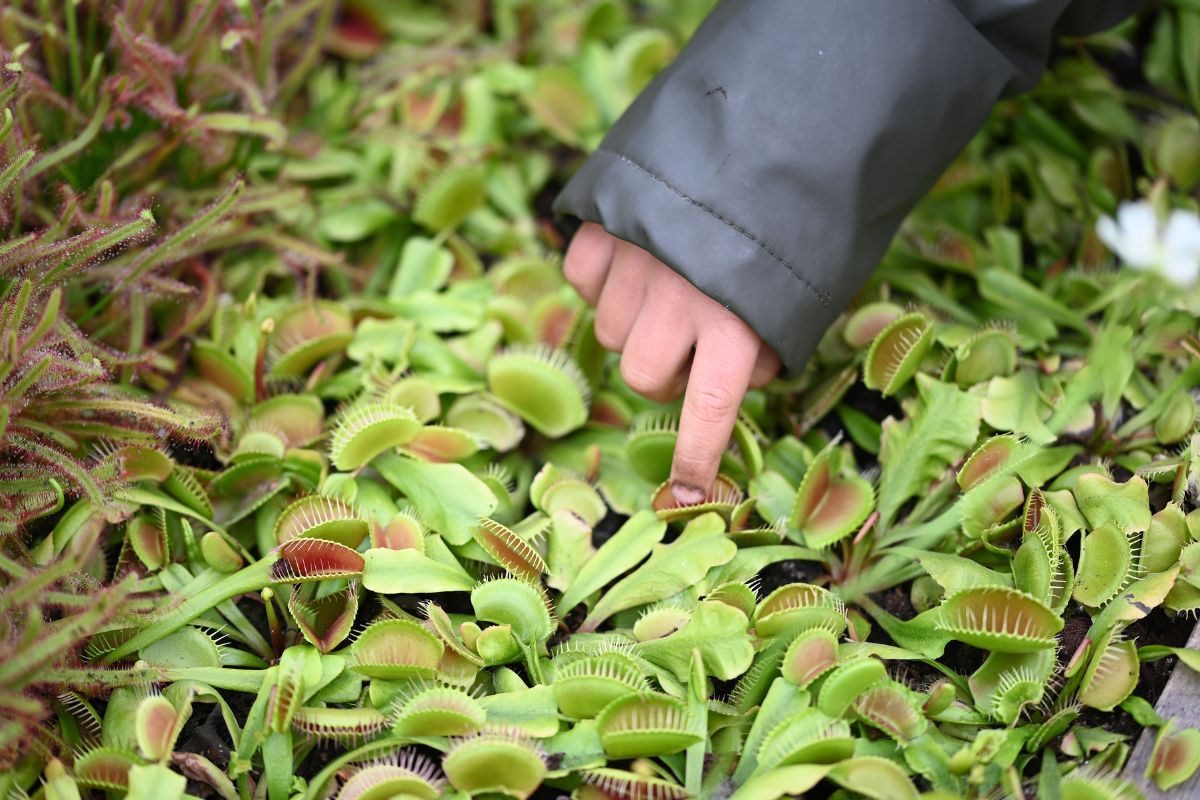 A child's hand pointing at a Venus flytrap plant amidst a group of similar plants.