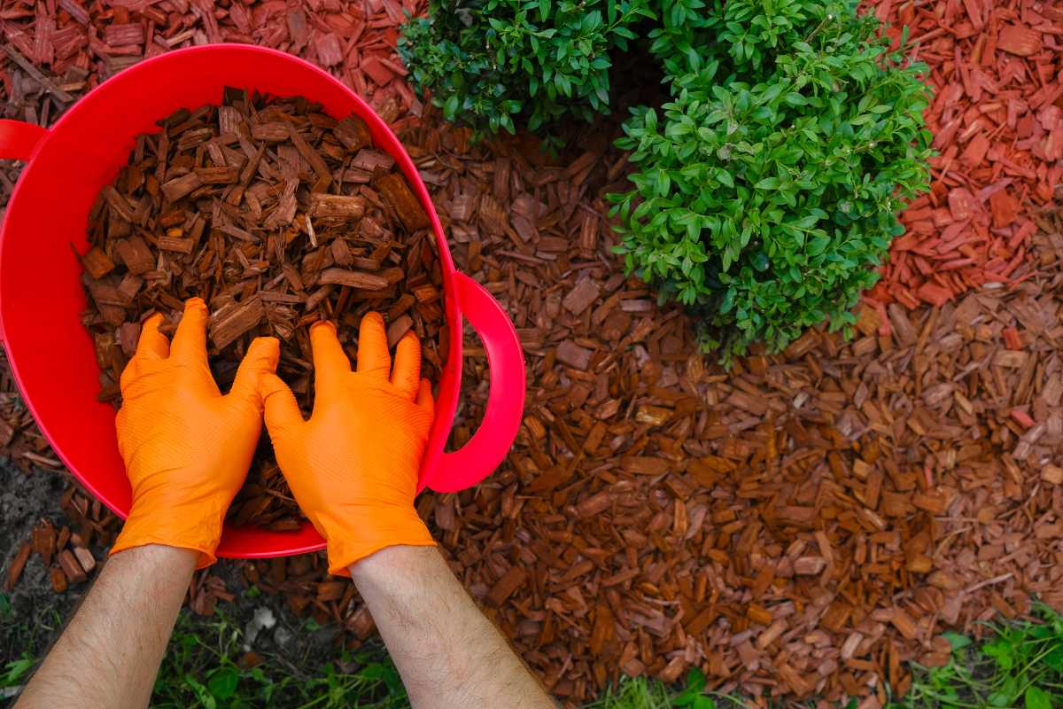 A person wearing orange gloves spreads wooden mulch from a red bucket around the base of green shrubs in a garden.