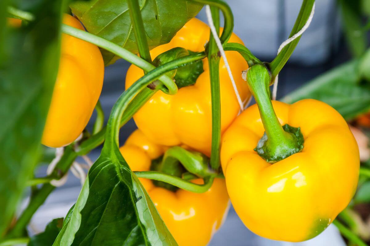 Bright yellow bell peppers growing on a plant. The peppers are clustered together and surrounded by green leaves.