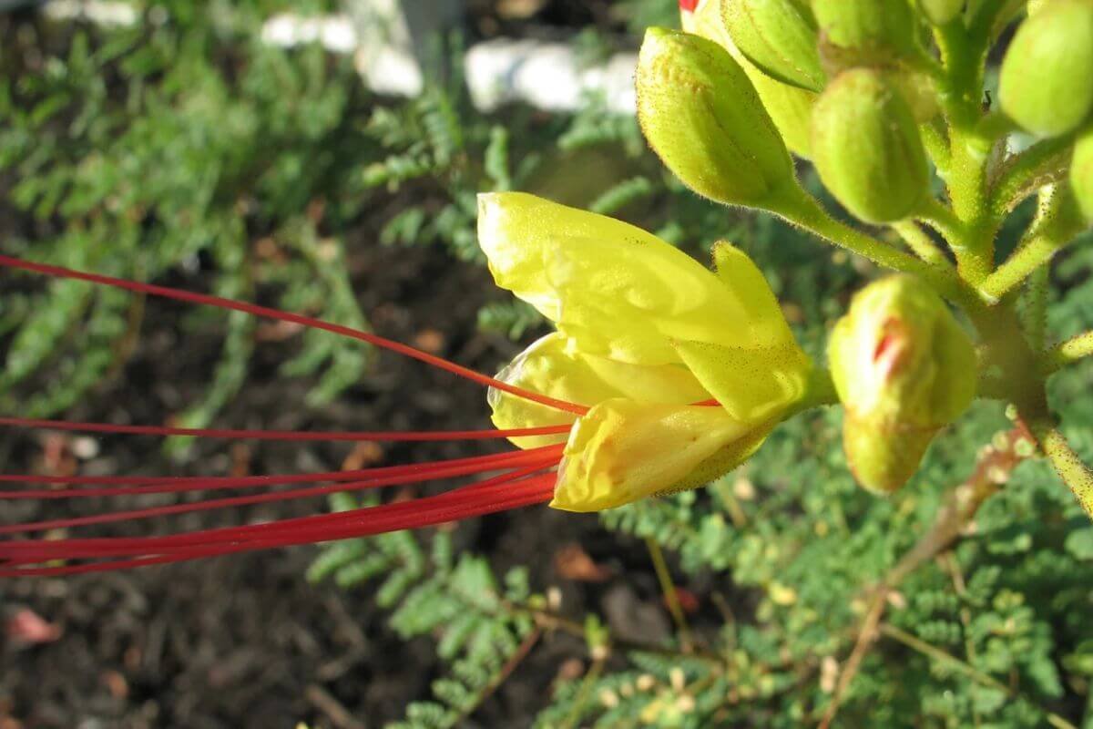Close-up of a delicate Yellow Bird of Paradise flower with long, slender red stamens emerging from its center. The surrounding green buds and foliage are slightly out of focus.