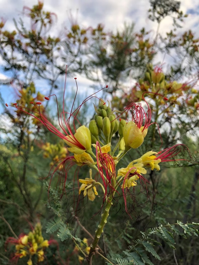 An exotic yellow bird of paradise flower with vibrant yellow petals, red stamens, and green buds set against a backdrop of leafy foliage and a partly cloudy sky. 