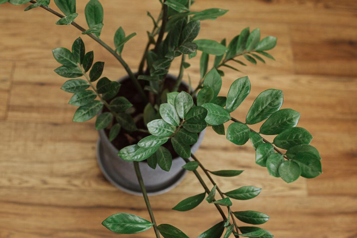 A potted ZZ plant with glossy green, oval-shaped leaves sits on a wooden floor.