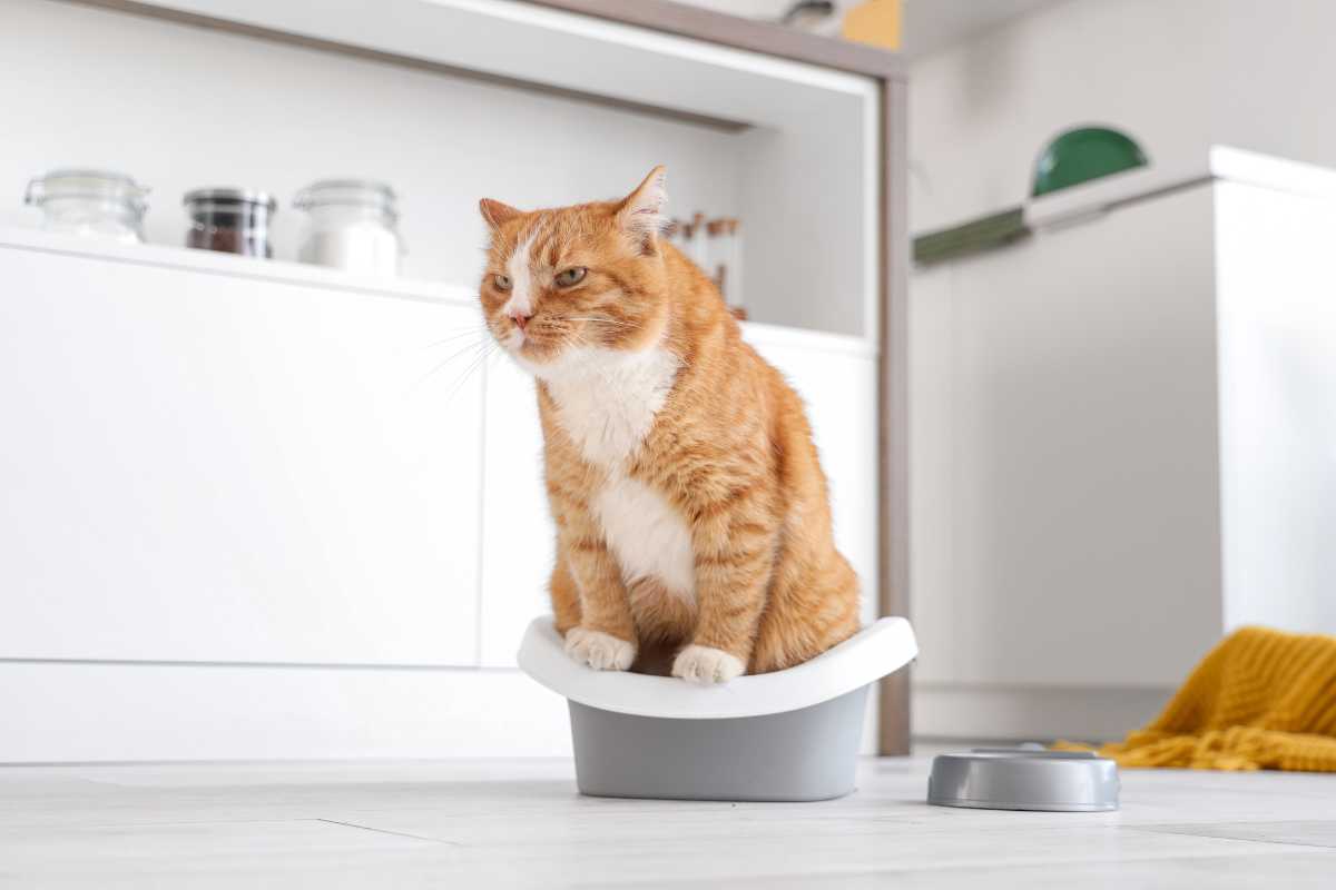 A ginger and white cat sits on top of a small, grey pet litter box in a modern, bright kitchen. 