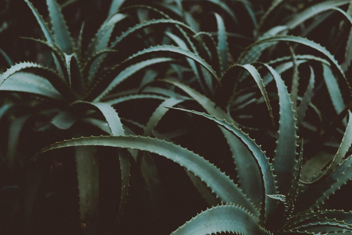 Close-up image of several aloe vera plants with dark green, spiky leaves that have serrated edges, creating a dense and textured pattern. 