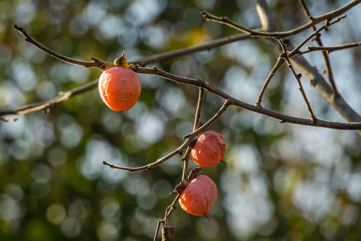 Three ripe, orange persimmons hanging from bare, thin branches.
