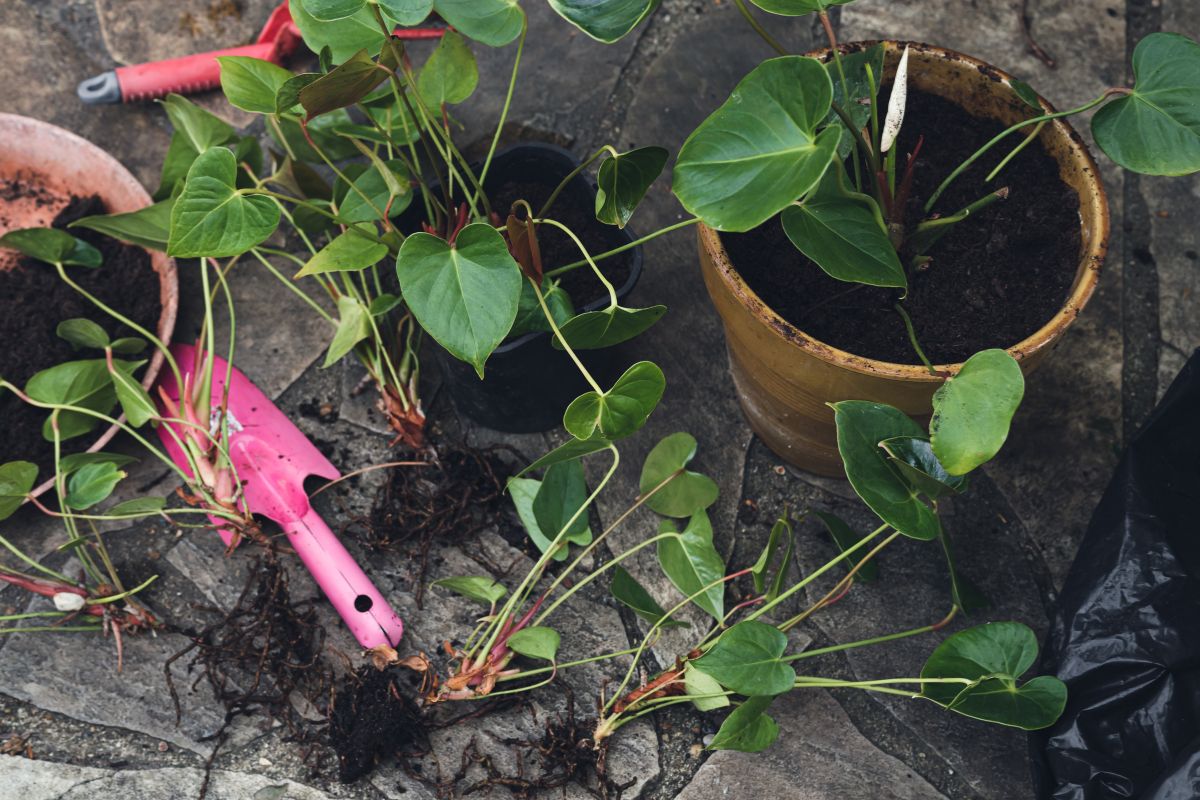 A gardener gets ready to prune and repot anthurium plants