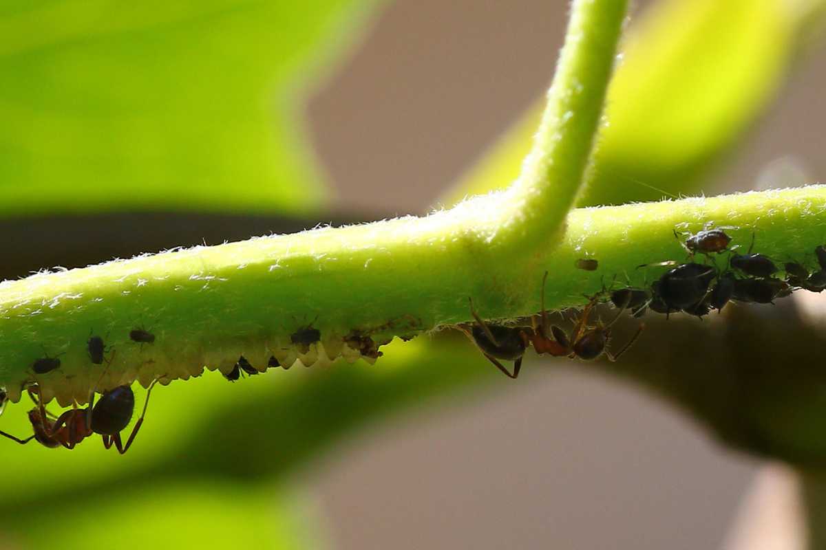 Several ants and black aphids on a green plant stem. 