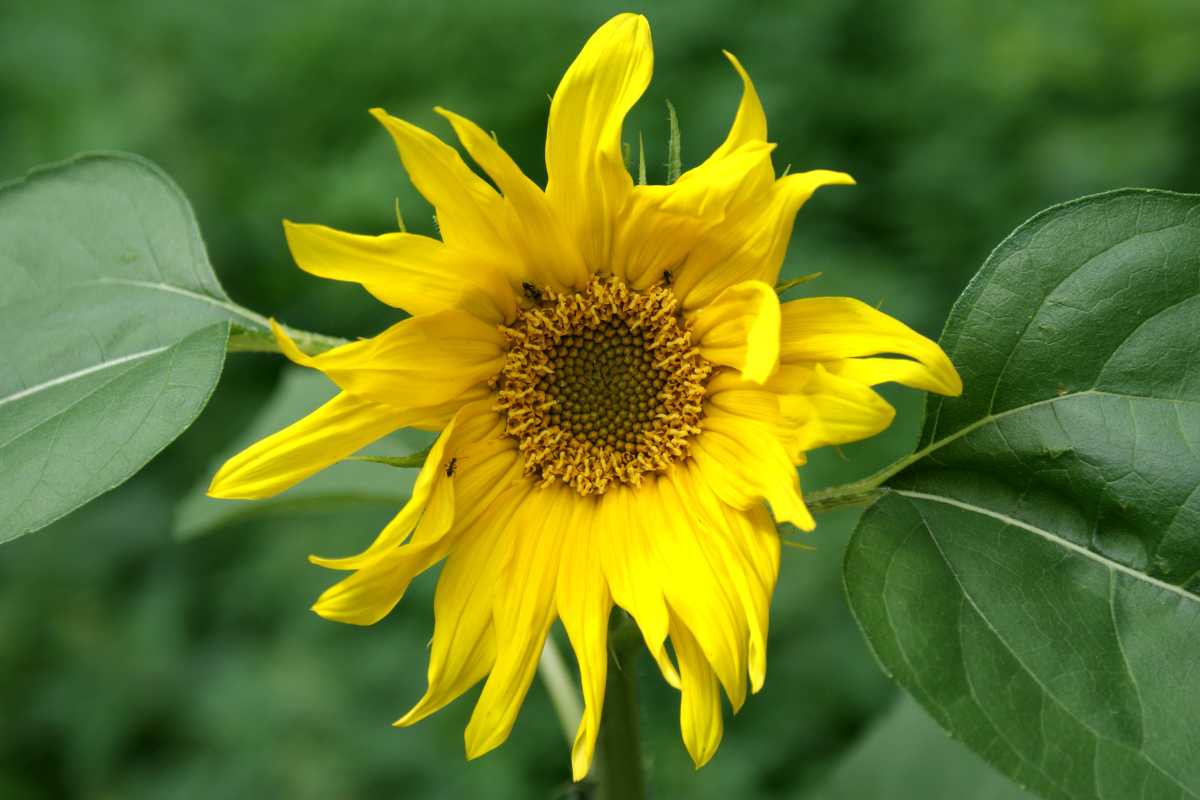 A bright yellow sunflower with a slightly disheveled appearance is in full bloom against a blurred green foliage background. Ants on the sunflower's large green leaves add subtle activity on either side of the central flower head.