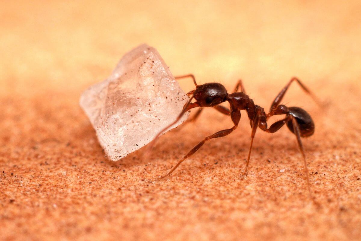 Ant on a sandy surface, carrying a large, transparent grain of sugar. 