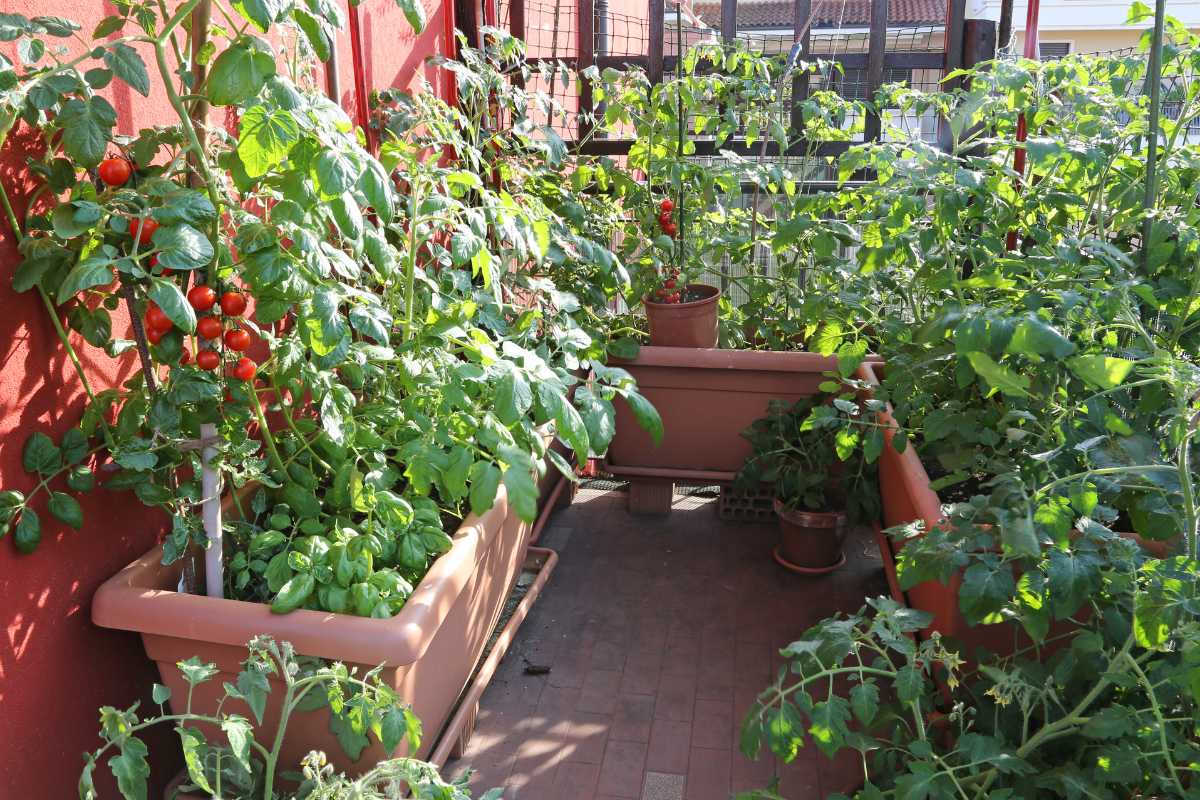 A small urban rooftop garden features various potted plants.