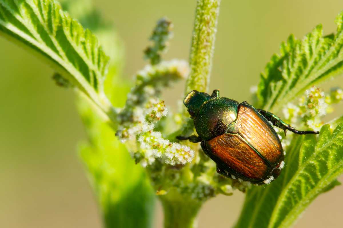 A metallic, green and copper-colored beetle resting on a green plant with fuzzy white flowers. 