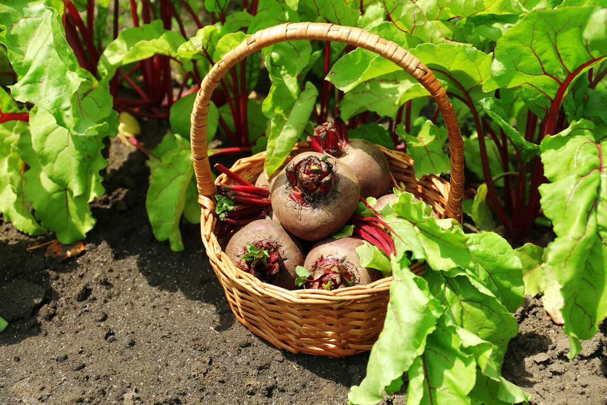 A woven basket filled with freshly harvested beetroots sits on the ground among lush beet greens in a garden.