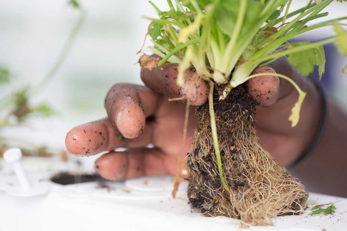 A hand holding a leafy plant by its roots with soil clinging to them.