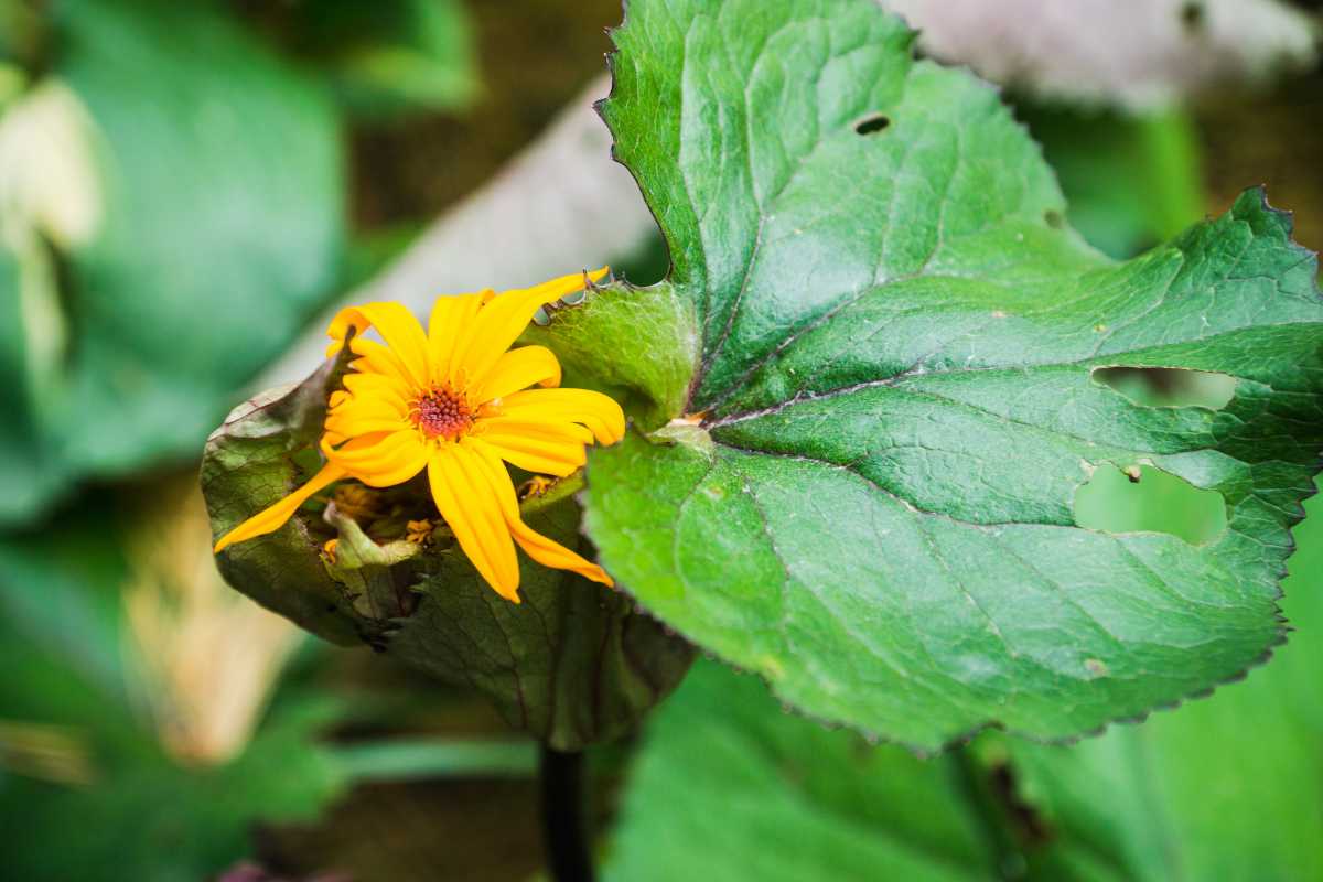 A vibrant yellow flower of summer ragwort blooms beside plants with big leaves, one of which has a hole.