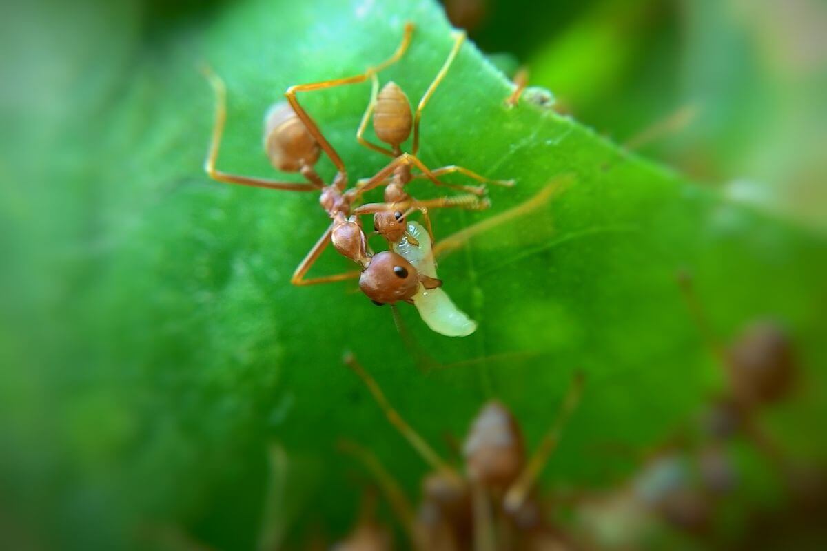 A red ant clinging to a green leaf while holding a small white larva.