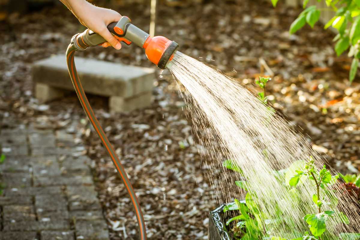 A hand holding a garden hose sprayer is watering green plants, while ants on artichoke plants are visible in the background. 