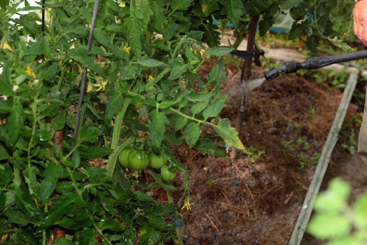 A person waters a tomato plant with a hose nozzle in a garden. 