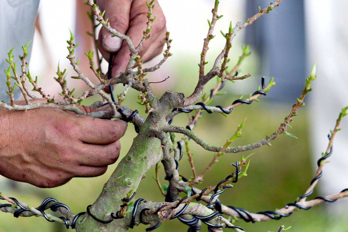 A man wires his bonsai to shape its growth into the ideal form as it develops.