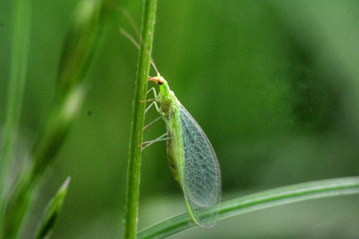 A delicate green lacewing insect is perched on a thin green plant stem. 