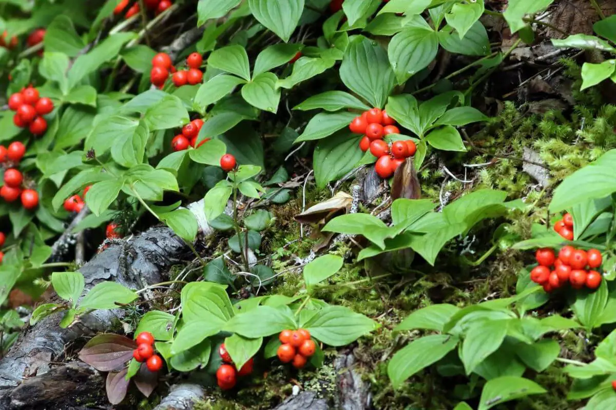 A cluster of bunchberries, one of the red edible berries, nestled among vibrant green leaves.