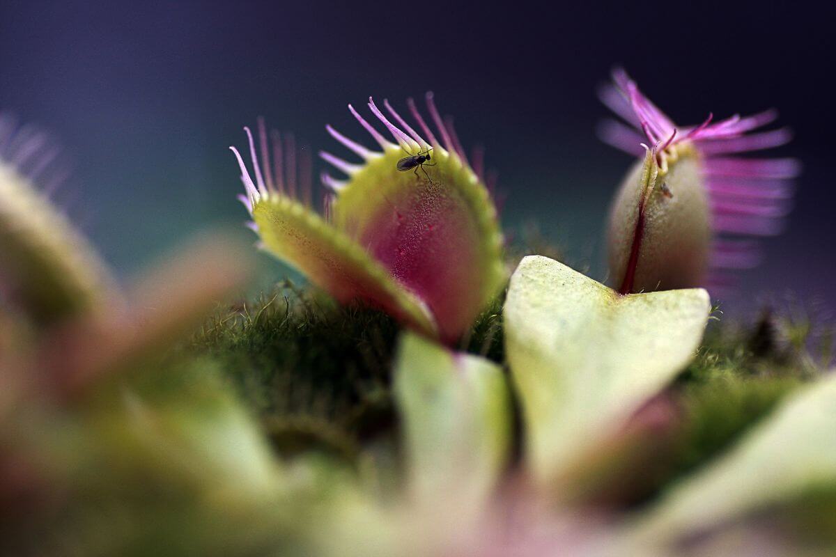 Close-up of a Venus flytrap plant with its characteristic toothed lobes. A small insect is perched on one of the lobes.