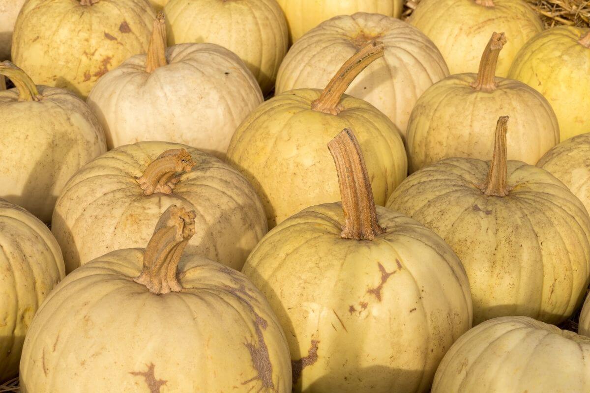 Owl's Eye Hybrid Pumpkins grouped together. The pumpkins vary in size and have rough, textured surfaces with long, sturdy stems pointing in different directions. Some pumpkins have visible brown patches and imperfections.