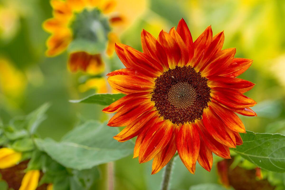 A vibrant sunflower with red and yellow petals surrounding a dark brown center, set against a soft-focus background of green foliage and other sunflowers.