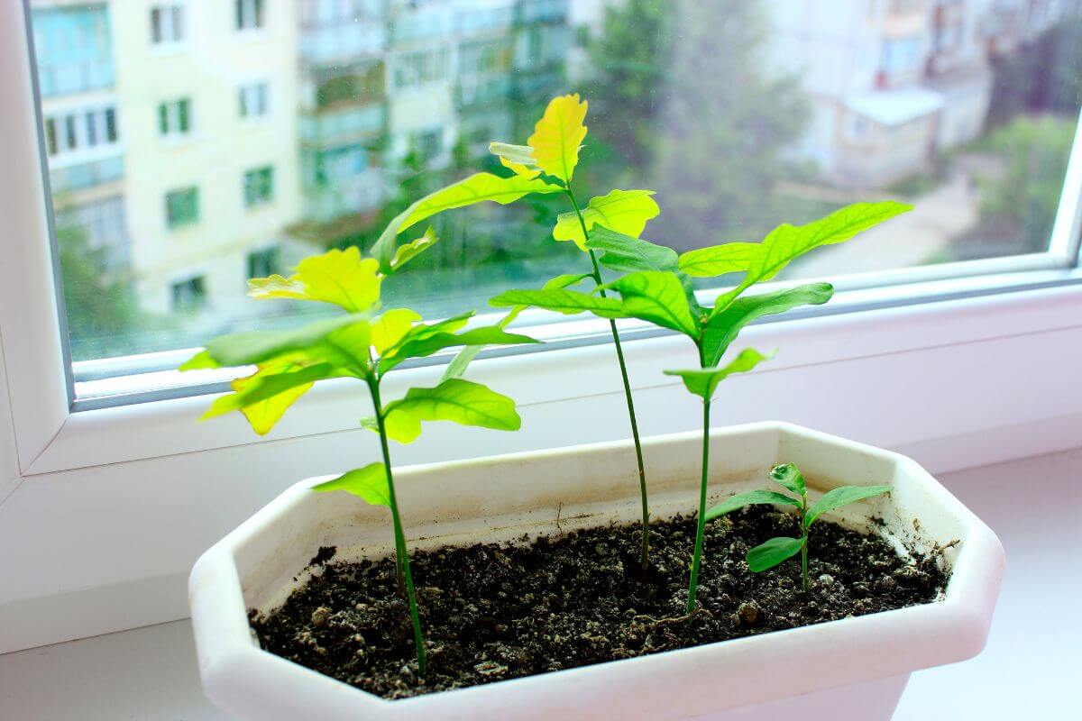 Bonsai oak seedlings are placed by a window to get their daily dose of sunlight for healthy growth.