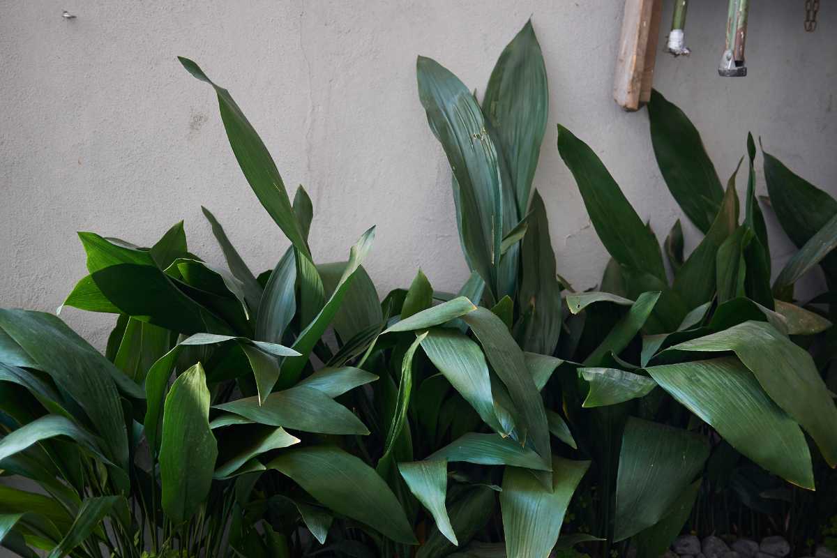 A cast iron plant with broad leaves are arranged in front of a gray concrete wall. 