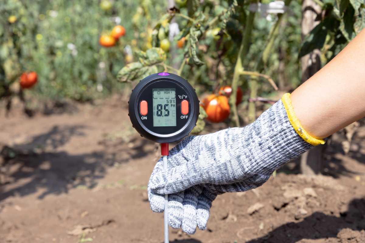 A person wearing a gray glove is holding a digital soil tester in a garden with tomato plants, preparing the vegetable garden for winter. 