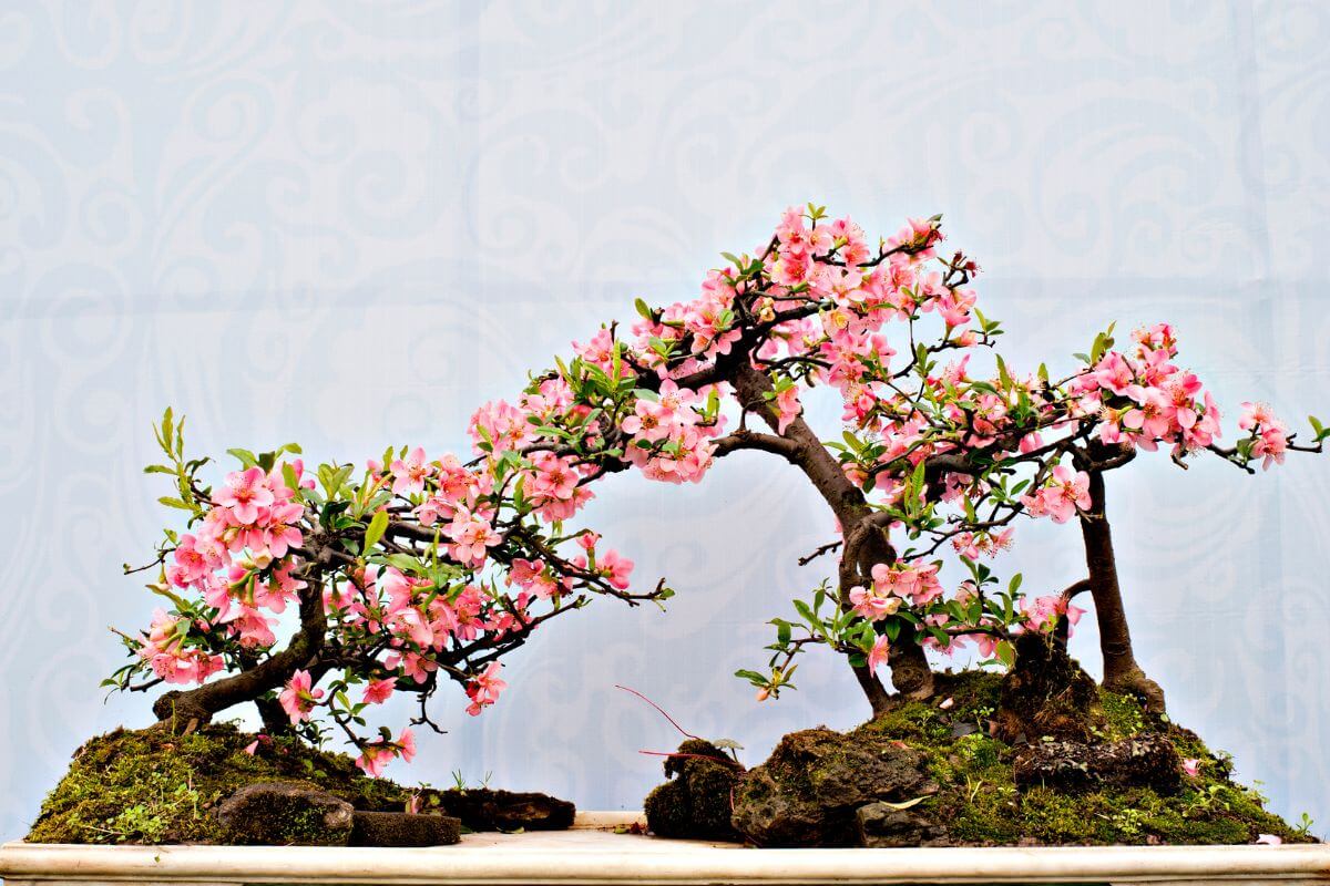 A pair of small, blooming cherry blossom bonsai trees with pink flowers are artistically arranged on top of a moss-covered surface.