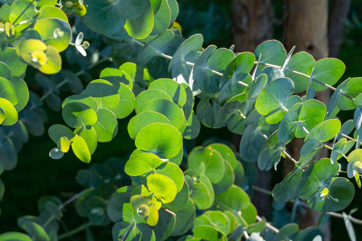 Green Cider Gum leaves arranged along a stem with circular formations, bathed in sunlight.