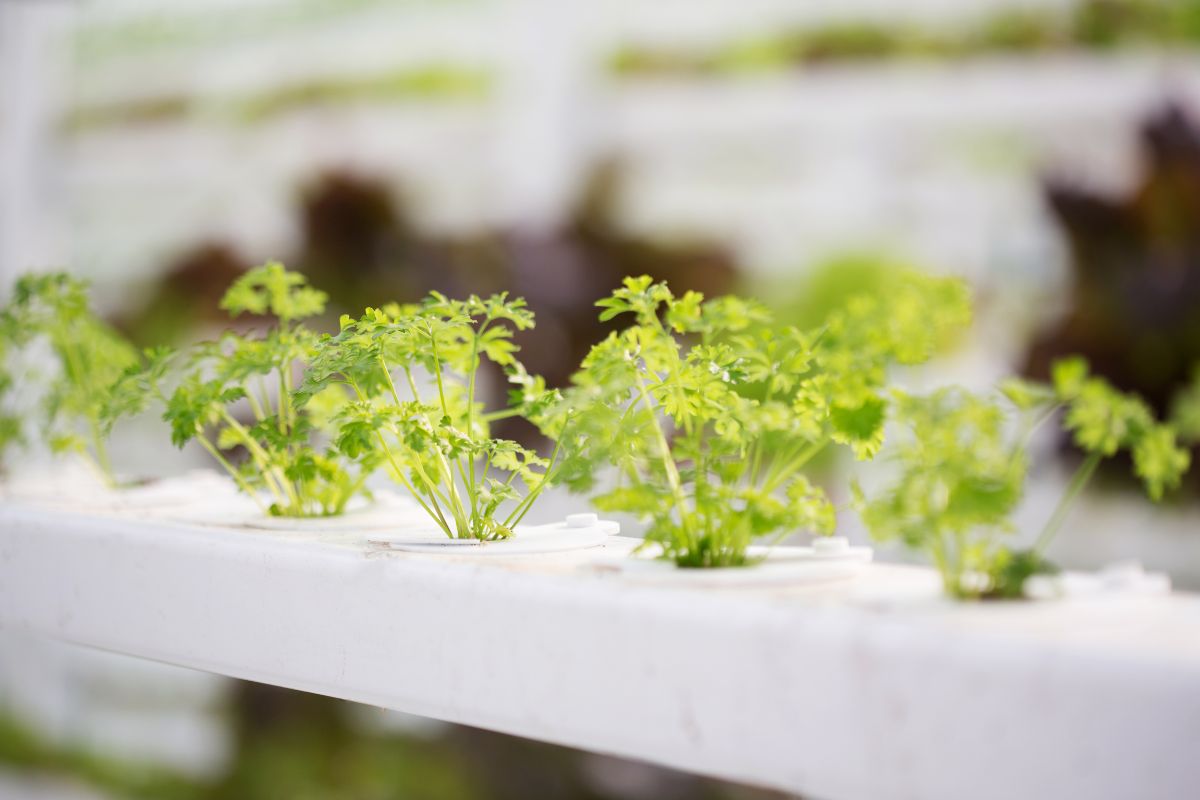 Close-up of hydroponic cilantros growing in a hydroponic system.